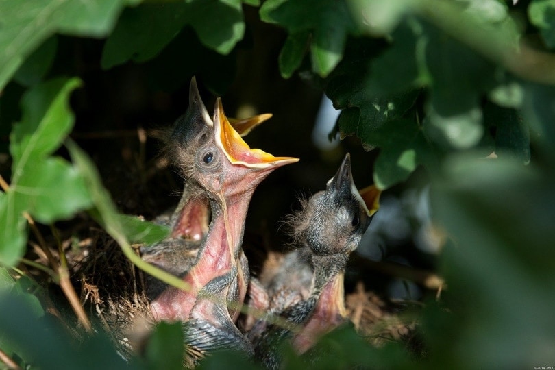 hatchlings calling out to their mother