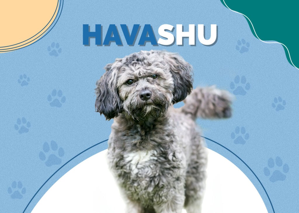 Havashu (Havanese & Shih Tzu Mix)