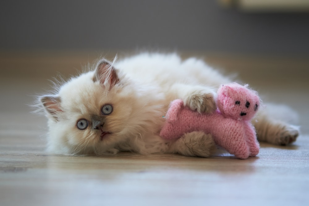 Himalayan kitten with toy playing