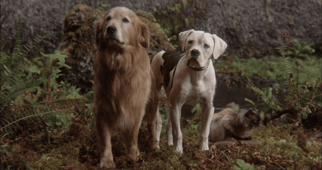 homeward_bound - Chance & Shadow