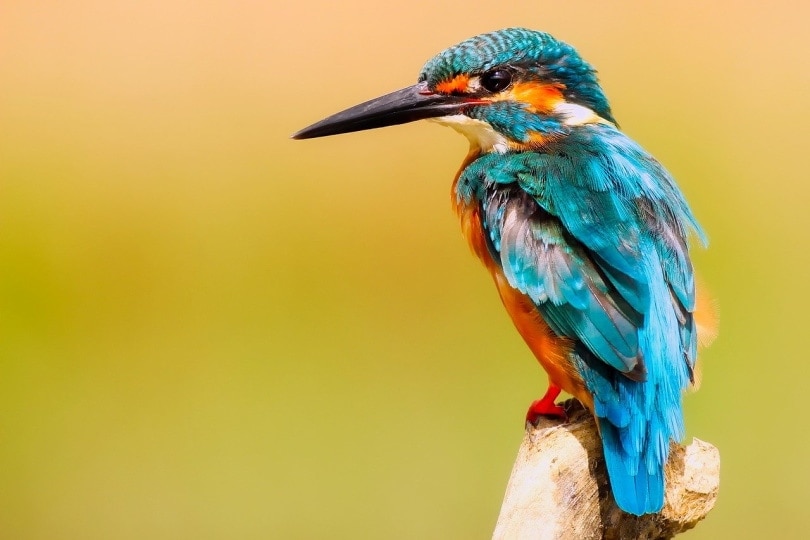 kingfisher sitting in a tree