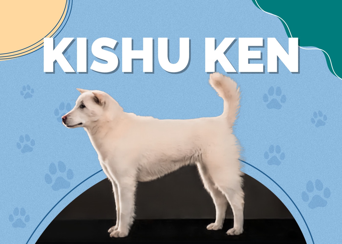 Kishu Ken
