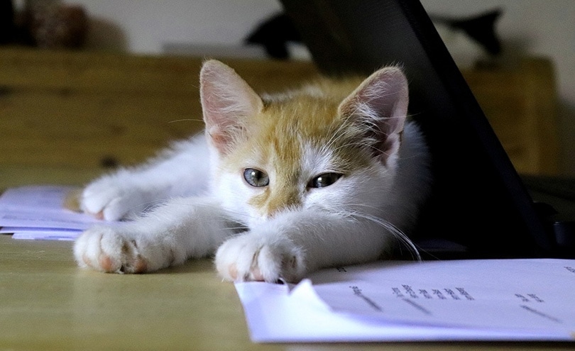 kitten lying on a pieces of paper on the table