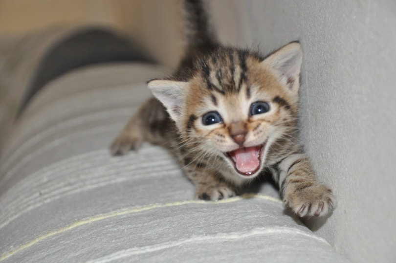 kitten on couch meowing