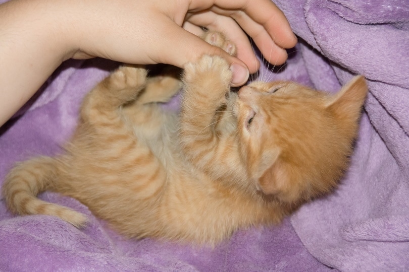 kitten playing