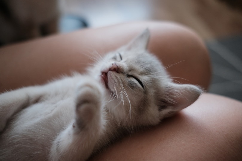kitty sleeping on lap