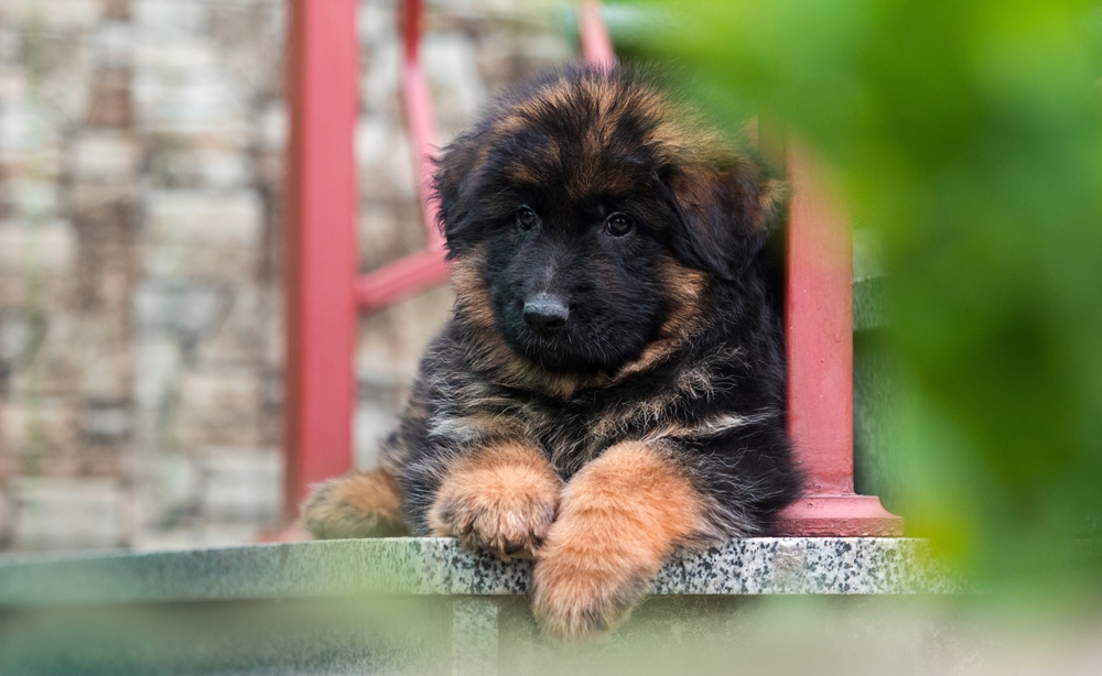 long-haired puppy of a German shepherd