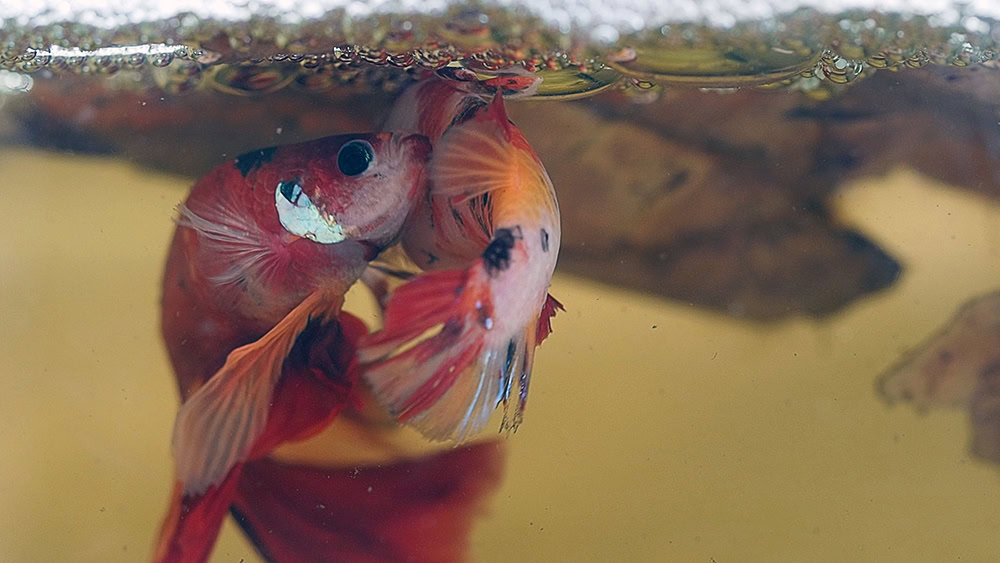 male and female betta fish spawning