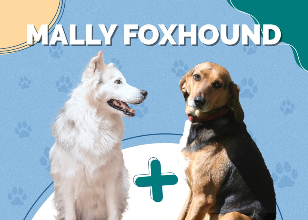 Mally Foxhound (Alaskan Malamute & Foxhound Mix)