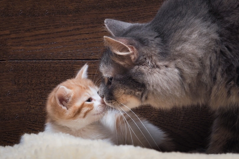 mother cat cleaning her baby