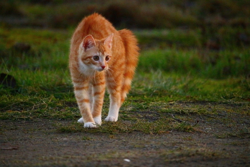 orange cat arching its back