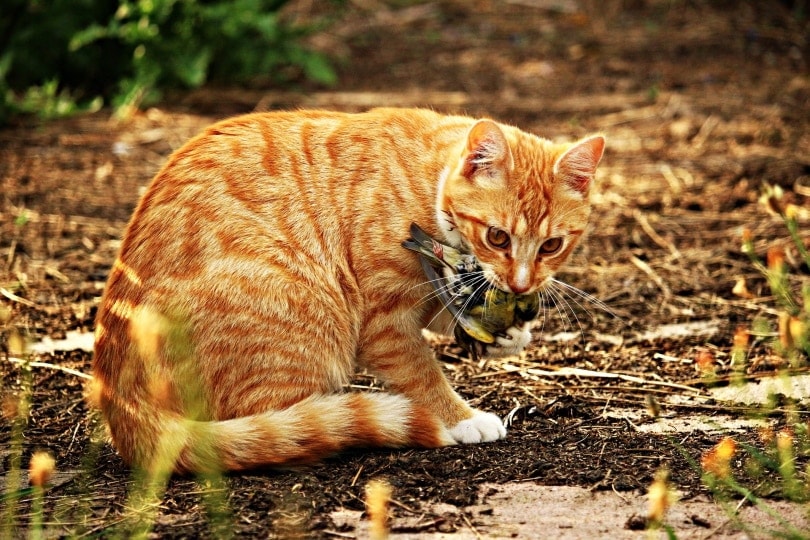 orange cat eating bird