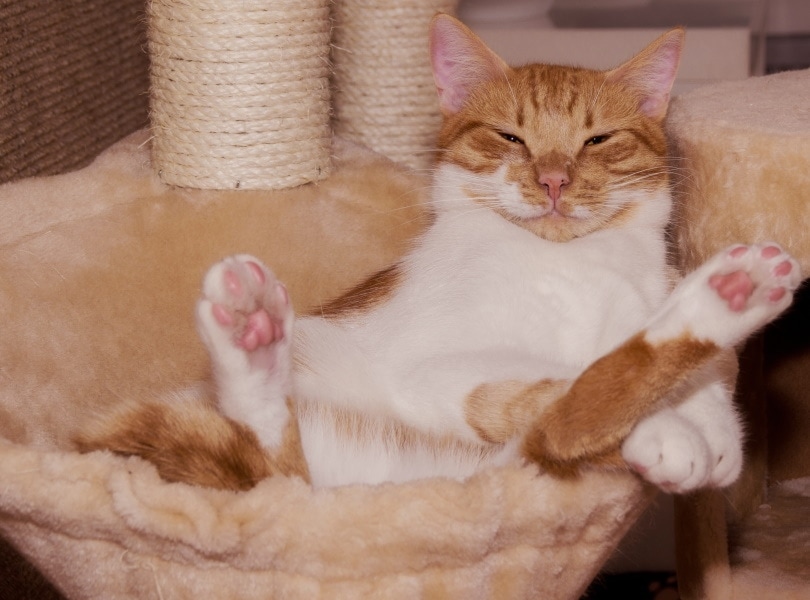 orange cat lying on its back