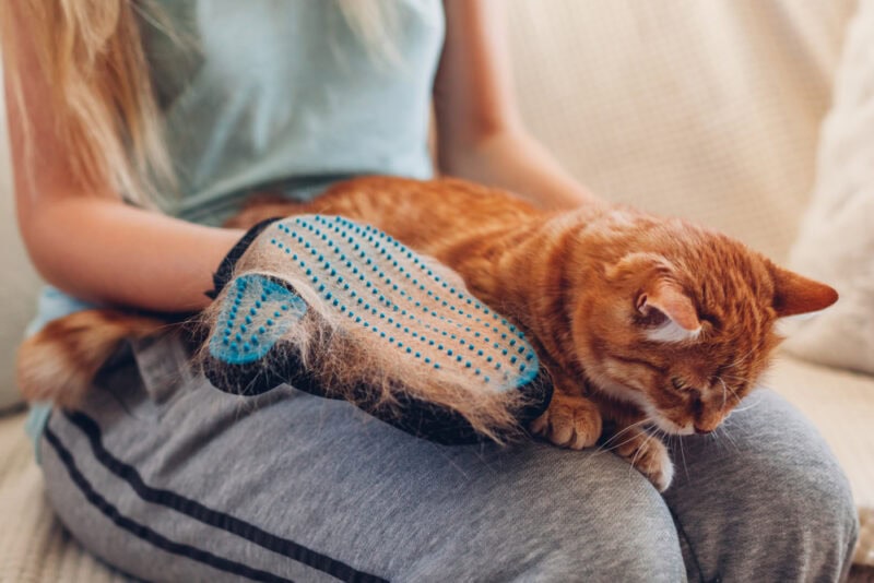 owner-brushing-their-cat-with-glove