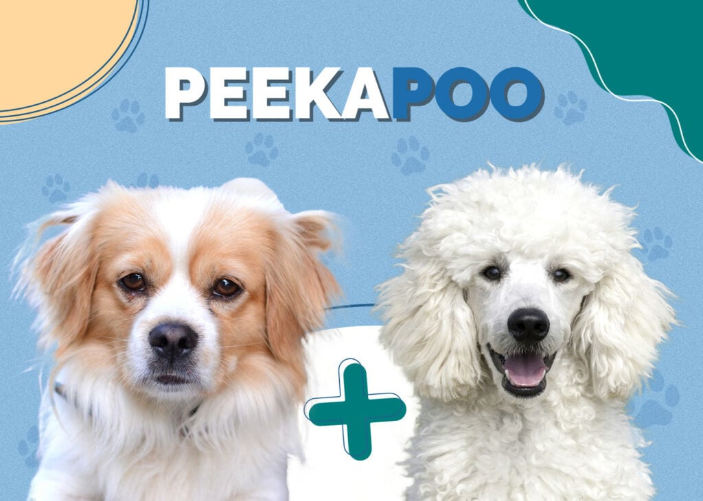 Peekapoo (Poodle & Pekingese Mix)