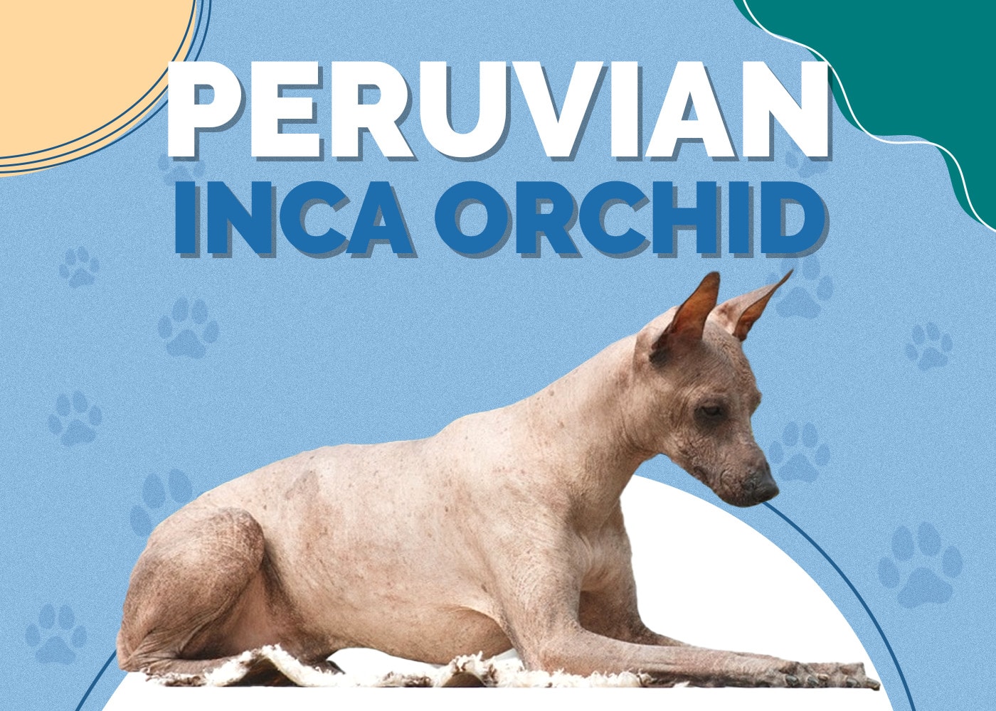 Peruvian Inca Orchid