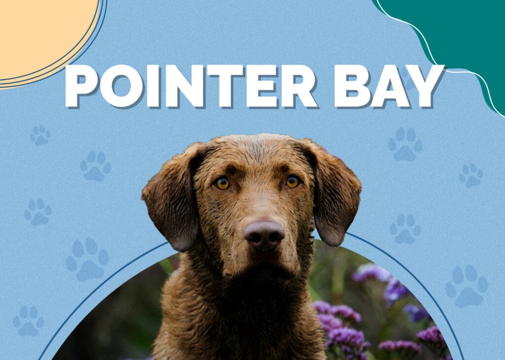 Pointer Bay