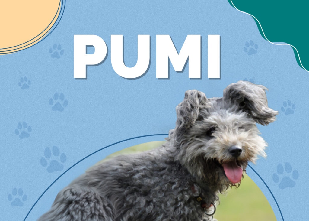 Pumi Dog