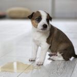 puppy near puddle of pee or urine on the floor indoors