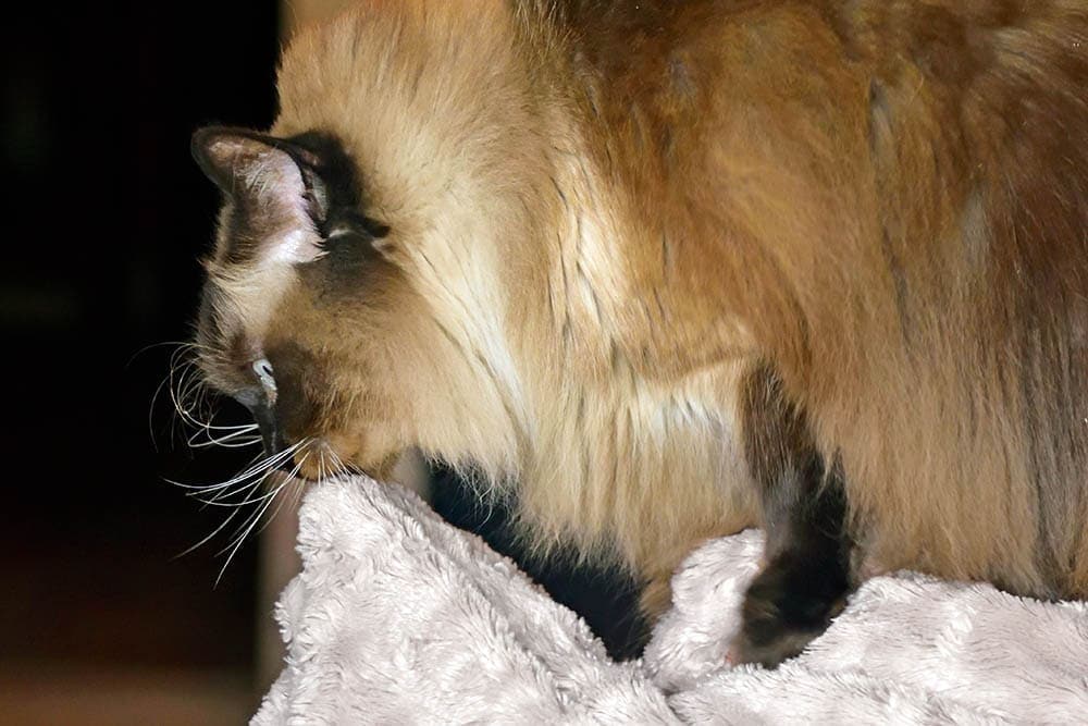Ragdoll Cat sucking a blanket