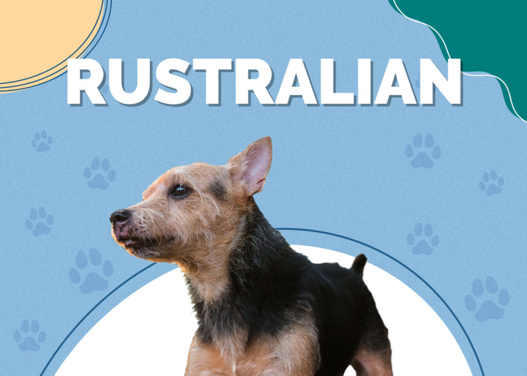 Rustralian (Australian Terrier & Jack Russell Mix)