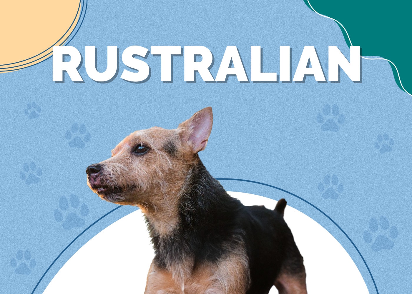 Rustralian (Australian Terrier & Jack Russell Mix)