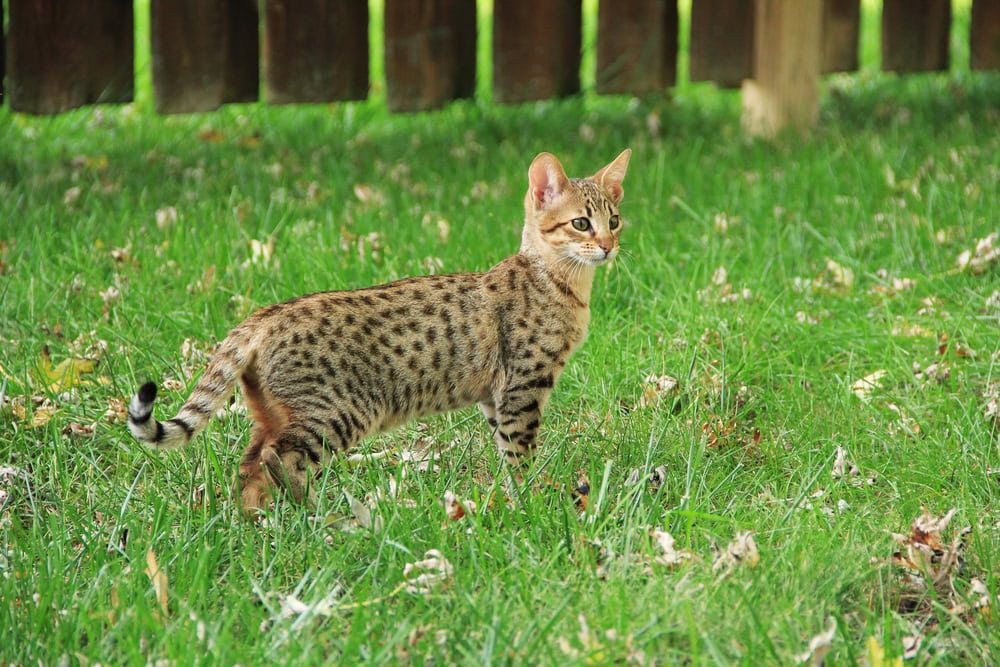 savannah cat outdoors
