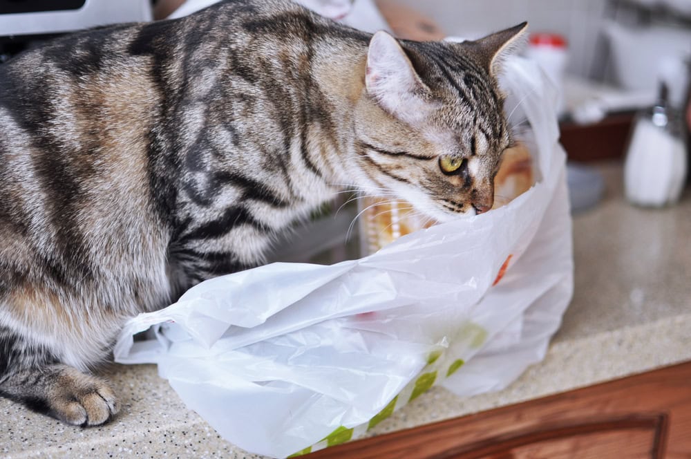 cat with plastic bag on table in kitchen