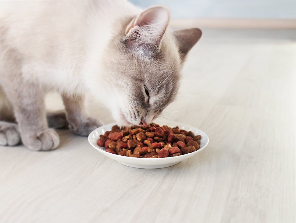 siamese cat eating kibbles