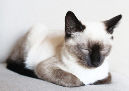 Image showcasing Common Siamese Cat Health Problems: 5 Vet-Reviewed Issues | Hepper Pet ...