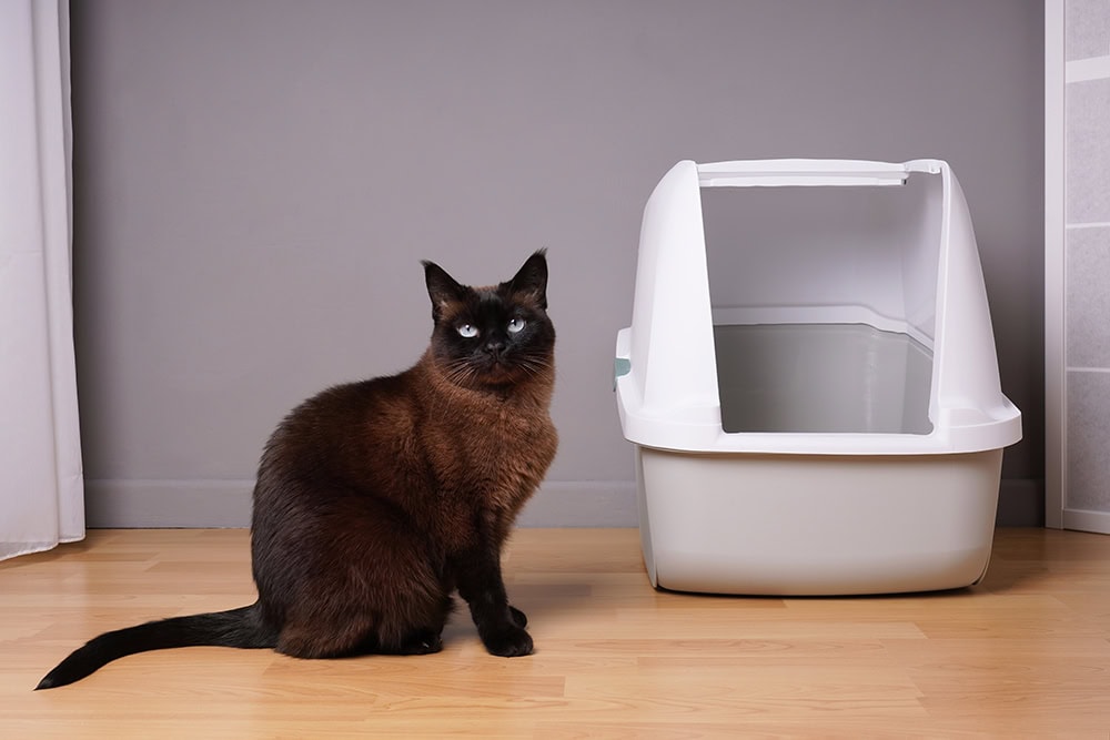siamese cat sitting next to enclose litter box