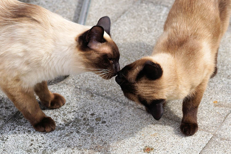 siamese cats touching noses