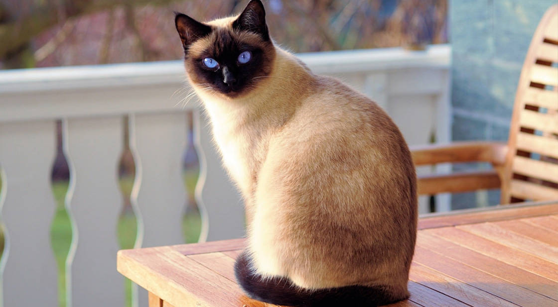 siamese hypoallergenic cat