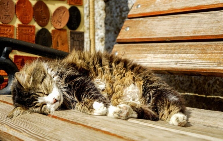Why Do Cats Go Away to Die? Science-Based Facts & FAQ | Hepper Pet