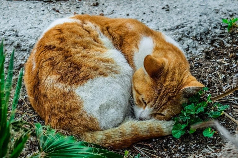 Why Do Cats Go Away to Die? Science-Based Facts & FAQ | Hepper Pet