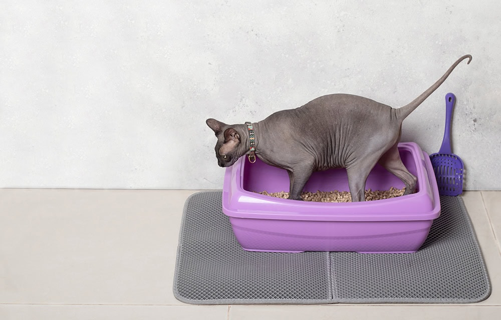 Sphynx Cat in the purple litter box with mat