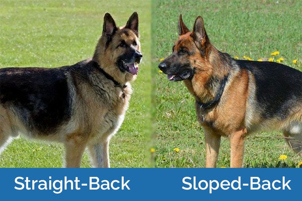 straight-back-and-slope-back-german2