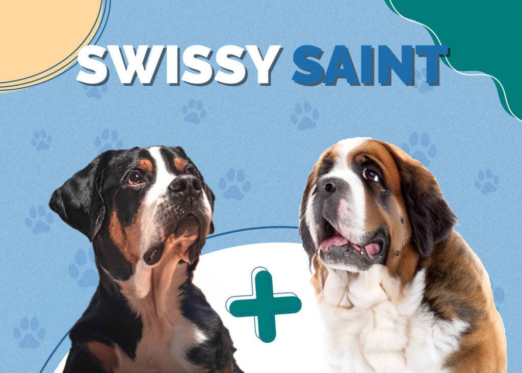 Swissy Saint (Swiss Mountain Dog & St Bernard Mix)