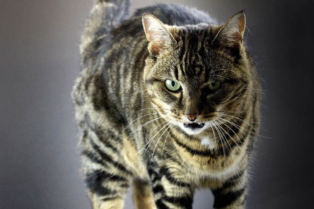 tabby cat growling