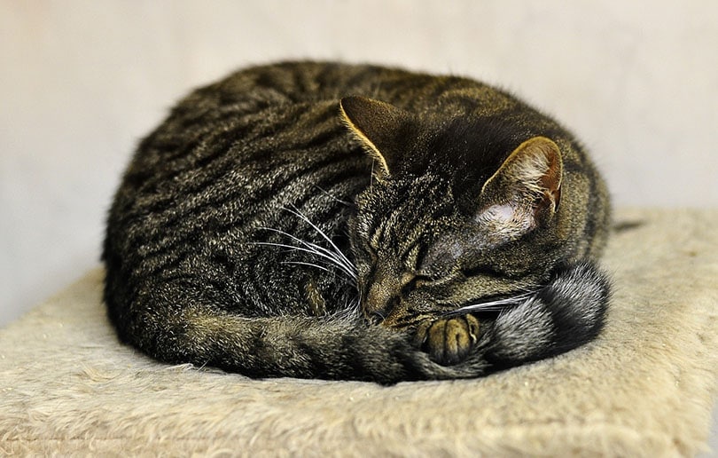 tabby cat sleeping in a ball position on a cat tree