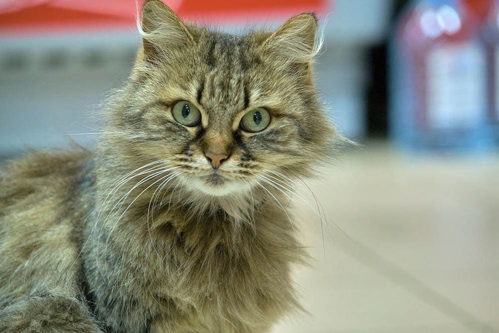 tortoise Turkish angora cat
