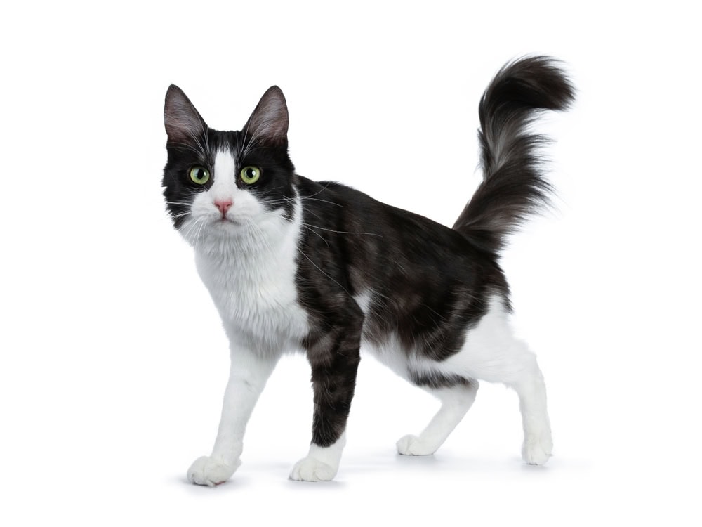 turkish angora cat on white background