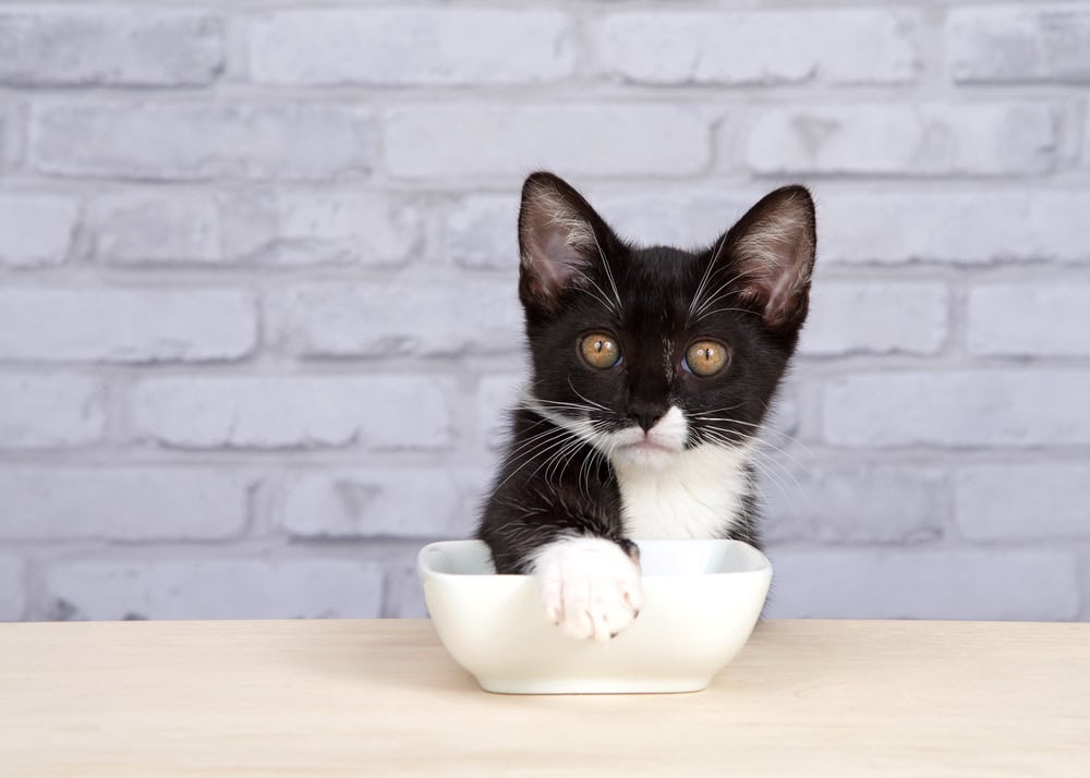 tuxedo kitten covering the white porcelain food bowl_