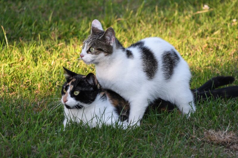 two-cats-mating-on-the-grass