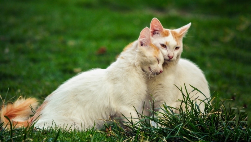 two white cats on the grass