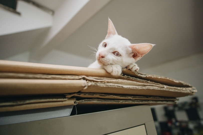 white cat lying on cardboard