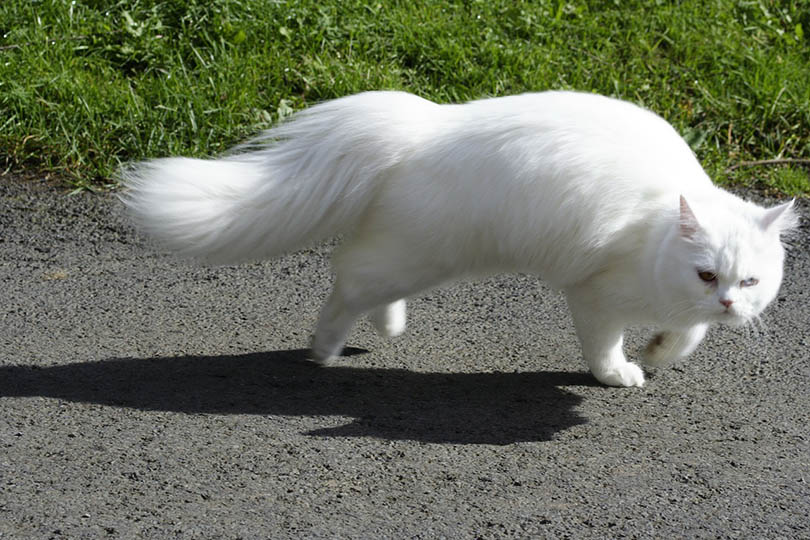 white cat running sideways