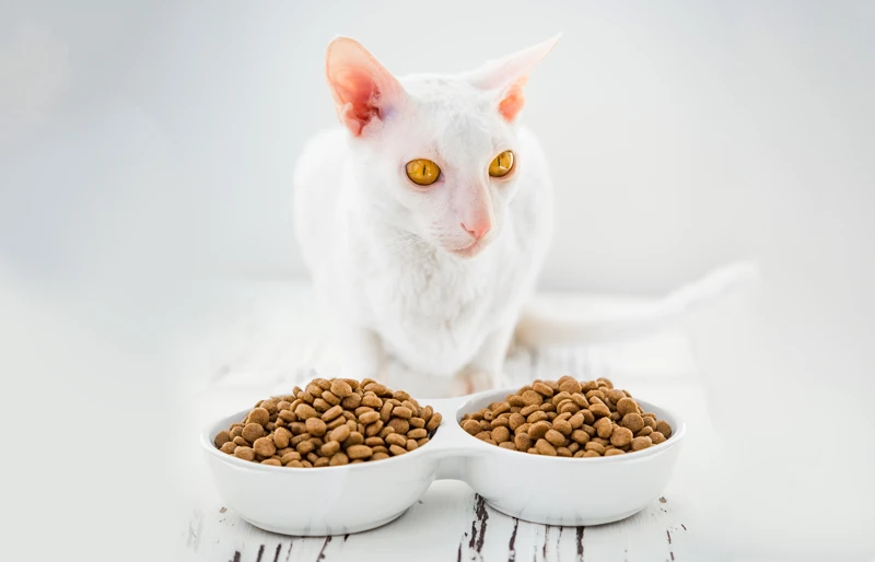 white cornish rex cat with amber eyes sitting before two bowls of kibble food
