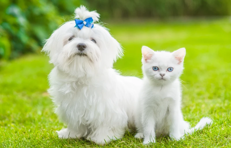 white maltese puppy and chinchilla cat sitting together on the grass