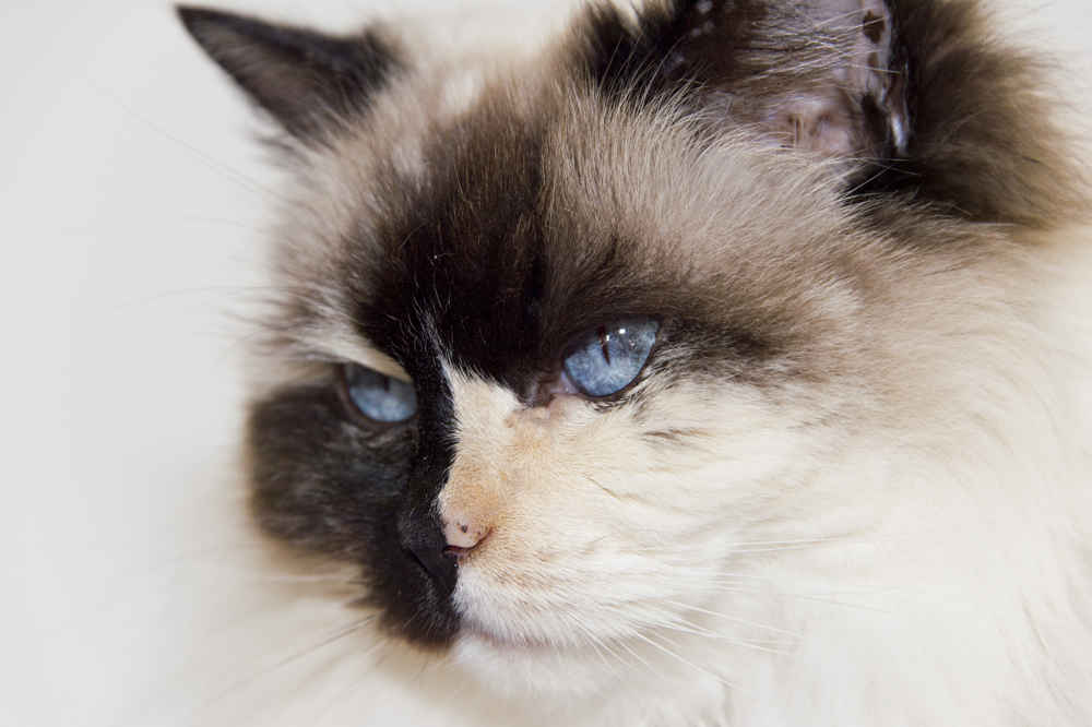 white and black ragdoll with blue eyes